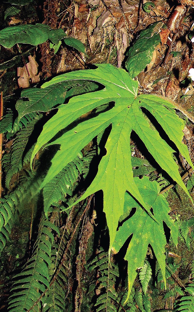 B. shilendrae